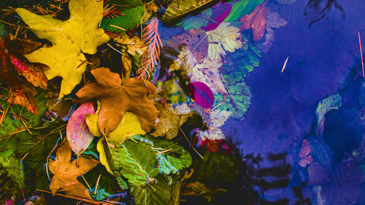 leaves on a stream cognitive defusion acceptance and commitment therapy